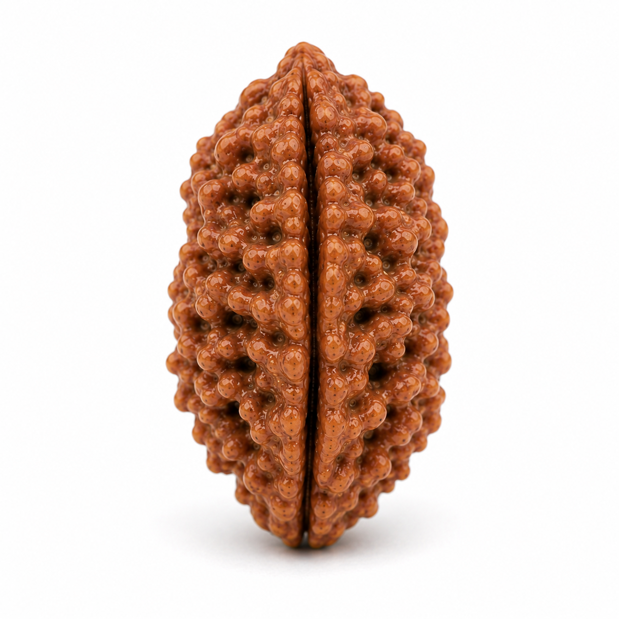 1 Mukhi Rudraksha (South Indian)