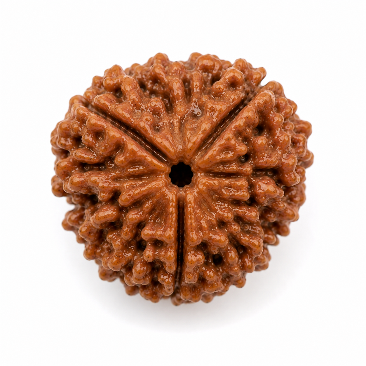 3 Mukhi Rudraksha (Nepali)