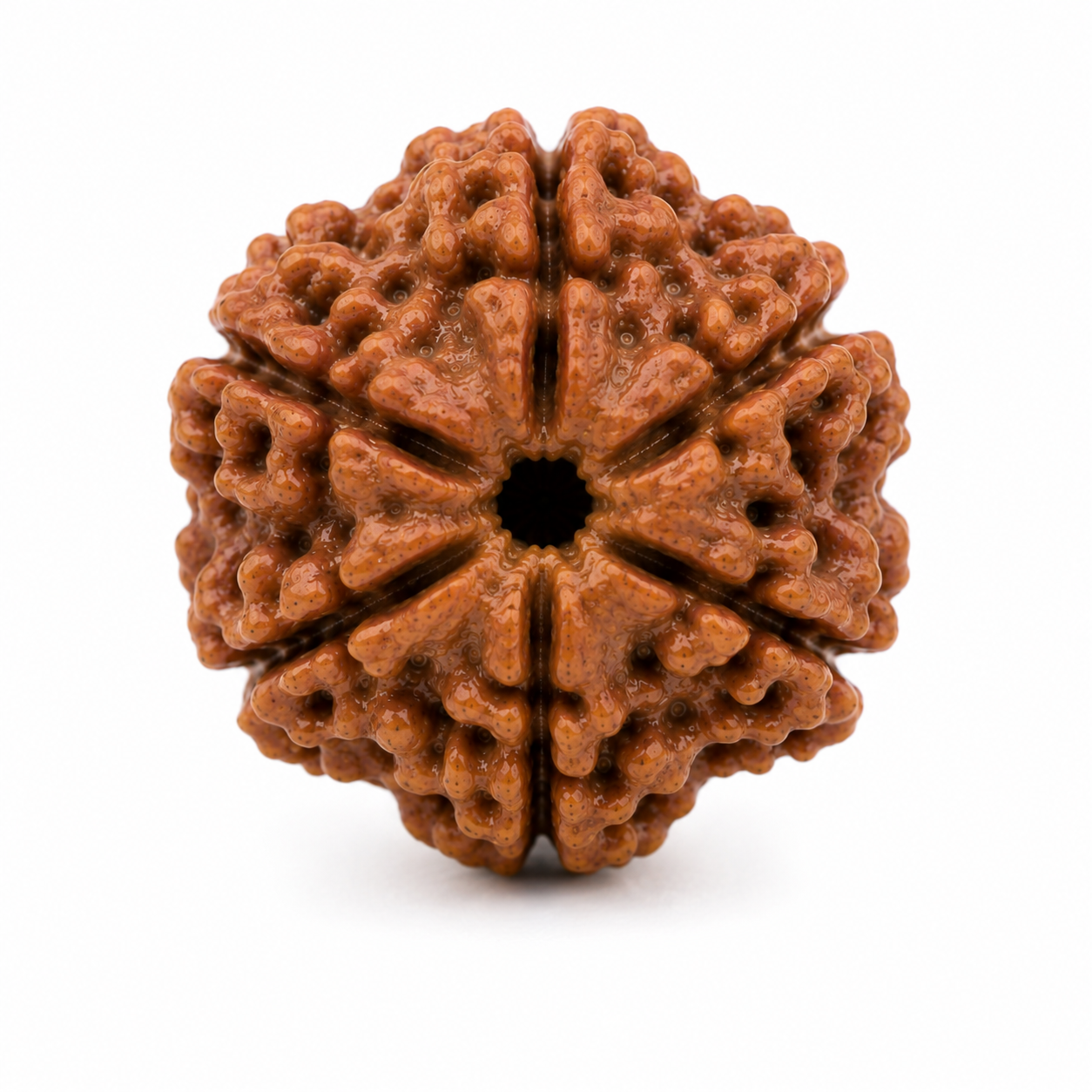 6 Mukhi Rudraksha (Nepali)