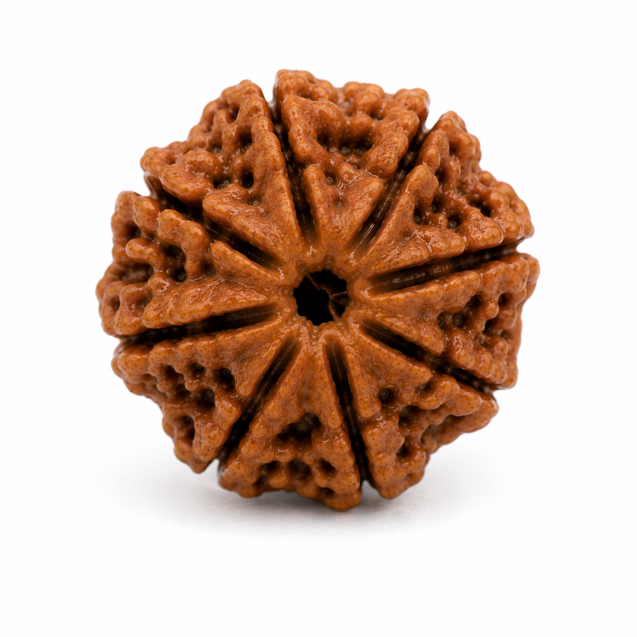 8 Mukhi Rudraksha (Nepali)