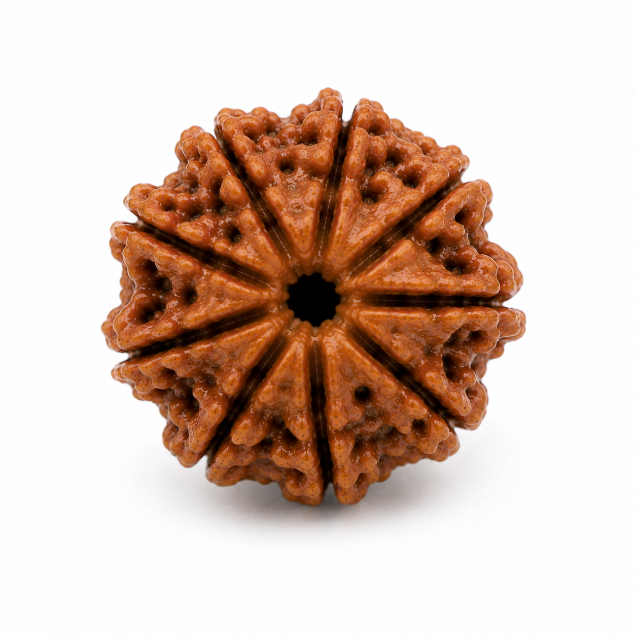 9 Mukhi Rudraksha (Indonesian)