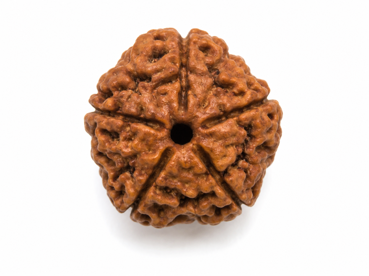 5 Mukhi Ganesh Rudraksha
